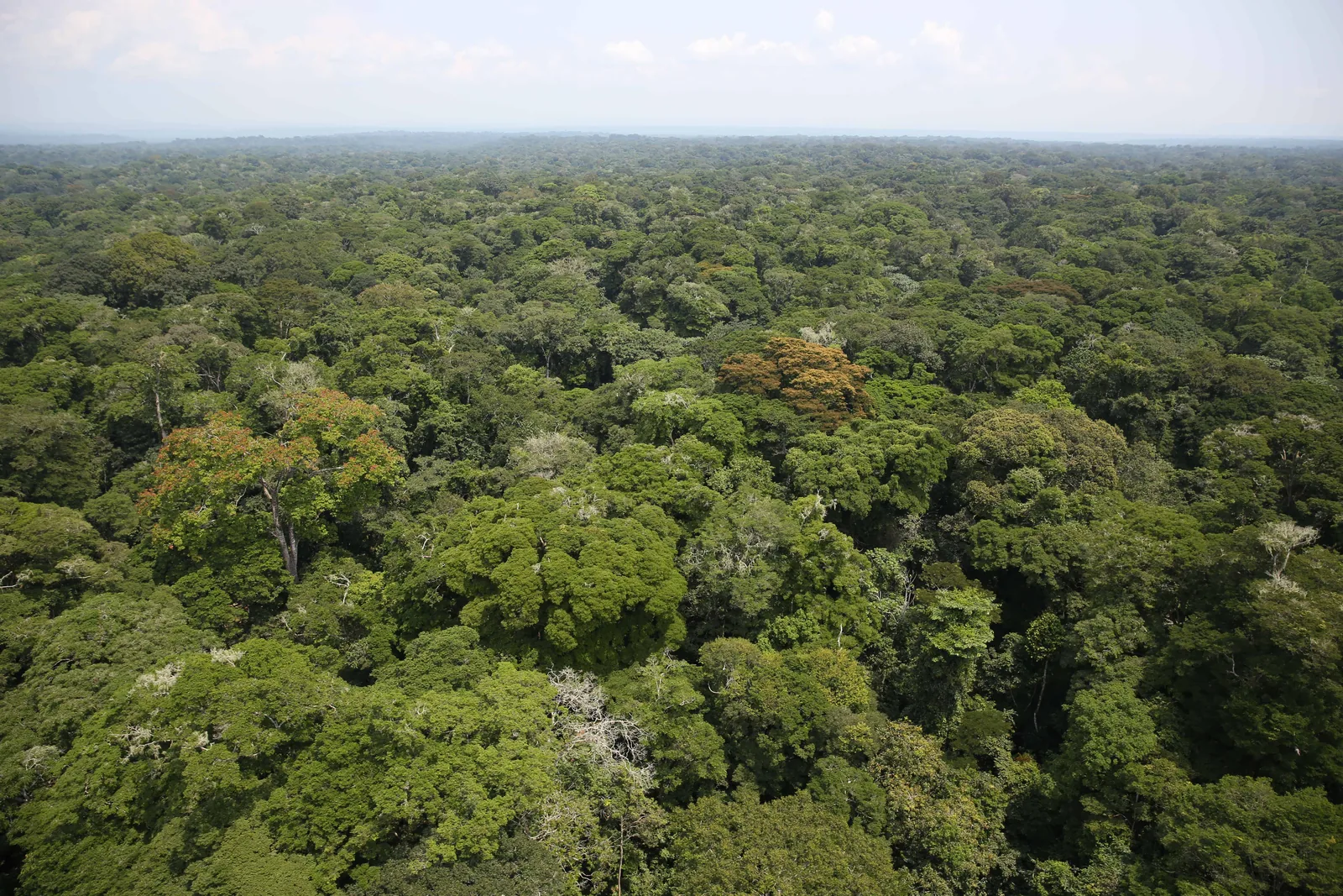The Ituri rainforest canopy, seen from above. — Photo: MONUSCO Photos / Wikimedia Commons (CC BY-SA 2.0)