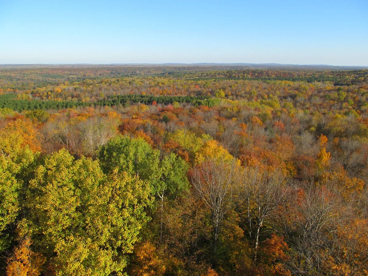 A view over a vast forest from a lookout tower. — Photo: U.S. Forest Service / Wikimedia Commons (Public domain)