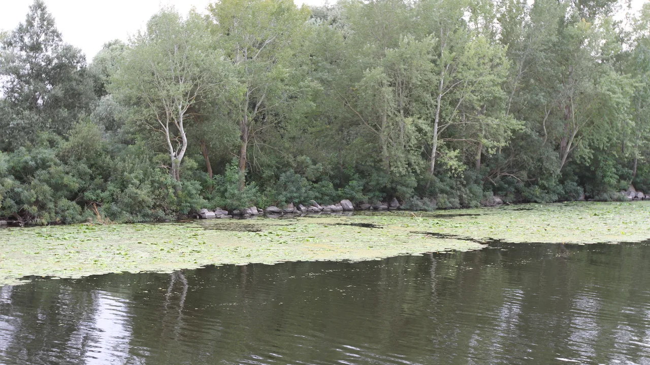 The wooded river shore at Oleshky, on the Dnipro floodplain opposite Kherson (file photo). Evacuees could not cross the river directly into Ukrainian-held territory, the Institute for the Study of War said; residents leaving for Ukraine travel by bus through Russia to Belarus under the ceasefire agreement. This photo does not depict any event reported in this article.