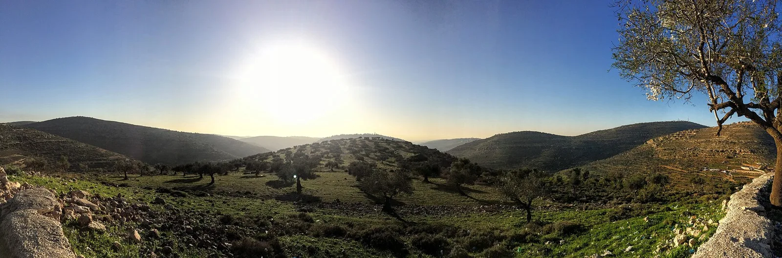 Olive trees in the hills near Ramallah, in the occupied West Bank (file photo). Yesh Din has counted settler attacks in the hundreds since the olive harvest began in late September. This photo does not depict any event reported in this article.