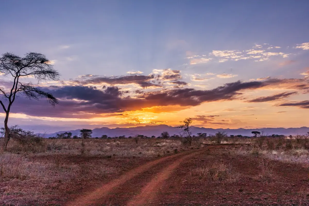 African savanna at sunset, with an acacia tree and a dirt track.
