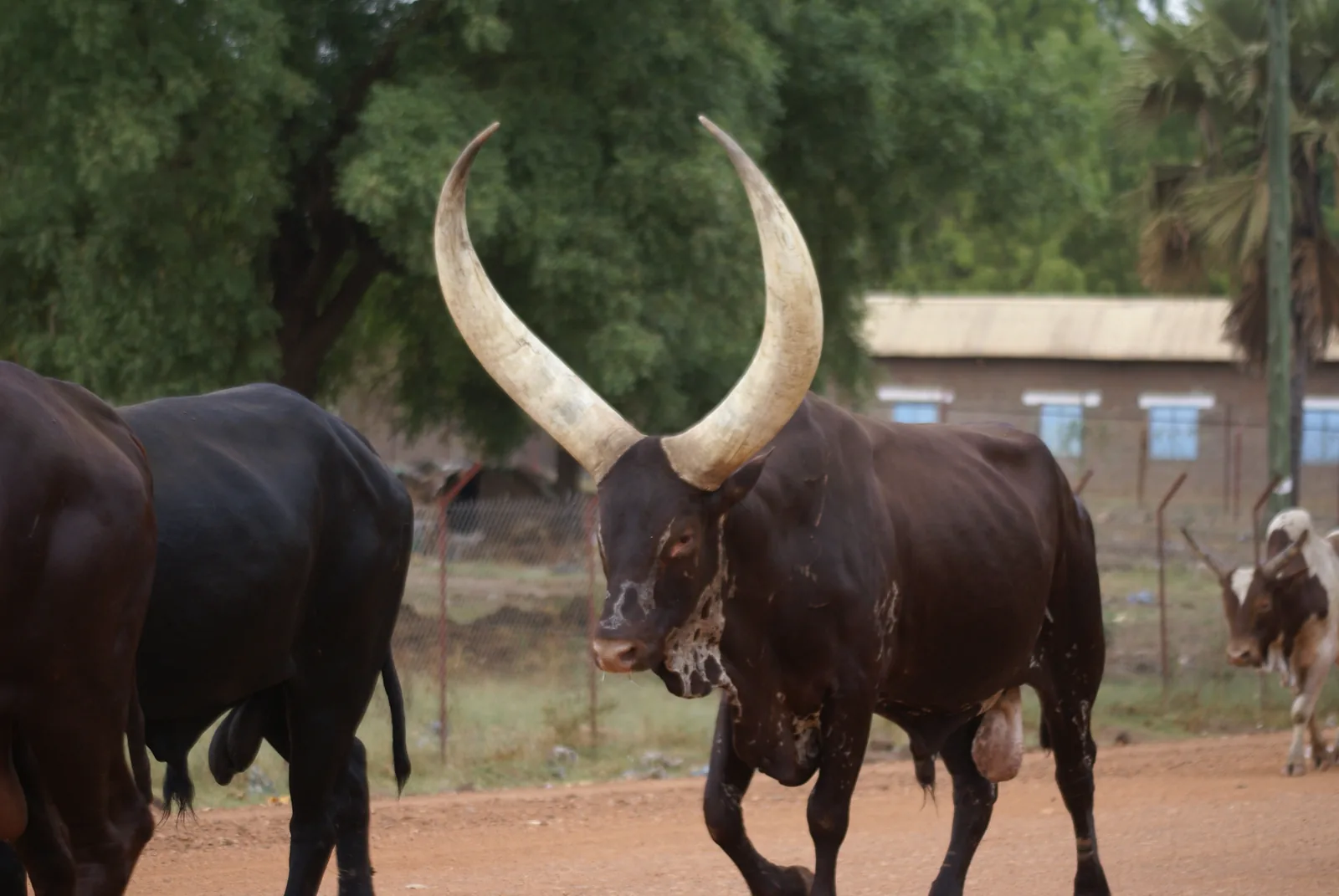 Long-horned cattle of the Dinka people near Juba, South Sudan — a peaceful pastoral scene. Generic file photo — it does not depict the events described in this article. — Image: Ranjit Bhaskar / Al Jazeera English (CC BY-SA 2.0)