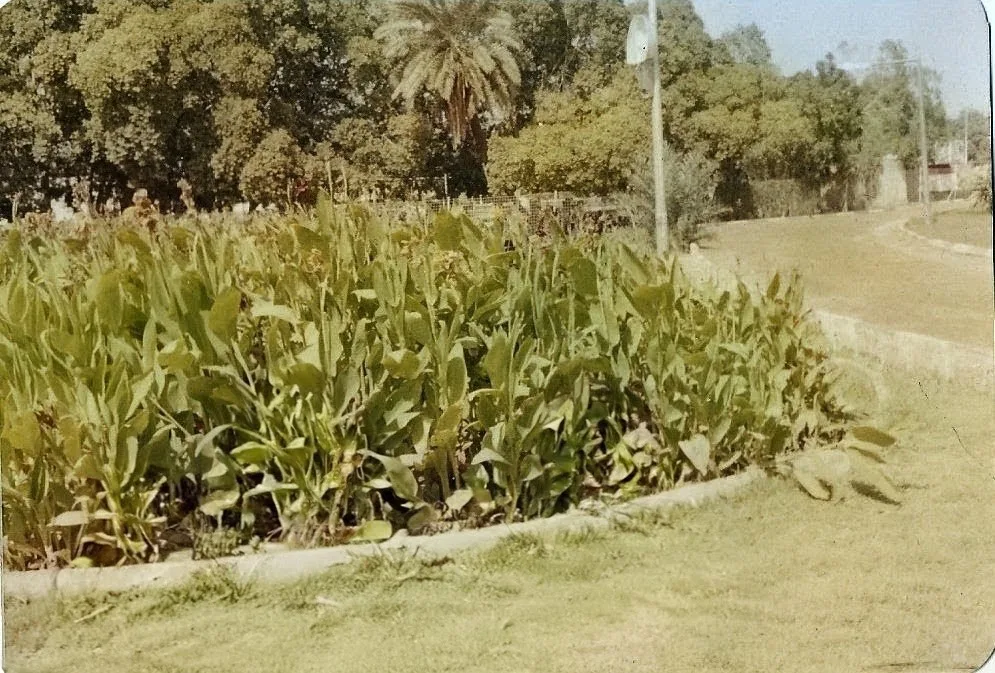 A park in Khartoum, Sudan (archive photo from the 1990s). Khartoum has been back under army control since 2025, but the war has expanded to 13 of Sudan's 18 states.