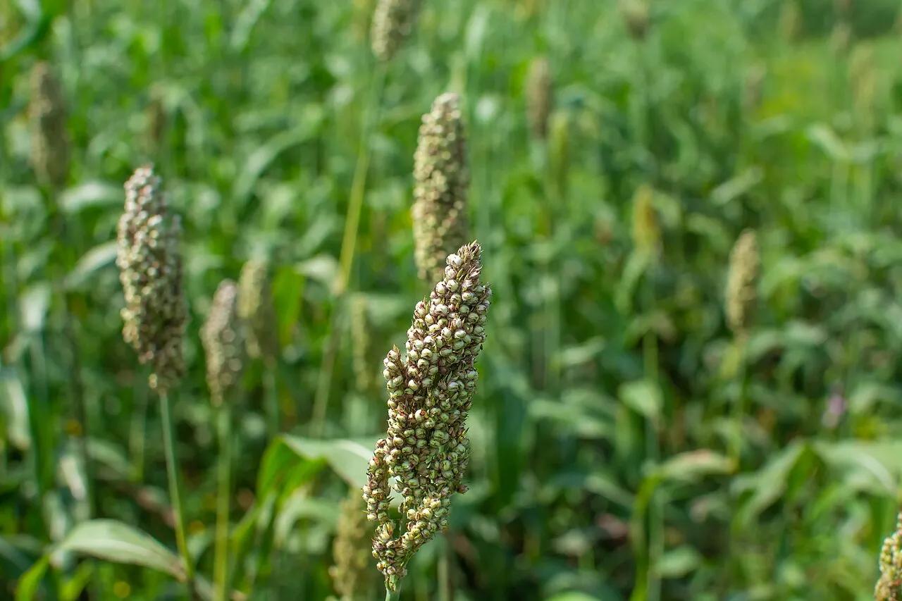 Sorghum growing in Sudan's White Nile State during the 2024 agricultural season (file photo). Sorghum is Sudan's staple grain; the 2026 rainy season was the driest in more than three decades. This photo does not depict any event reported in this article.