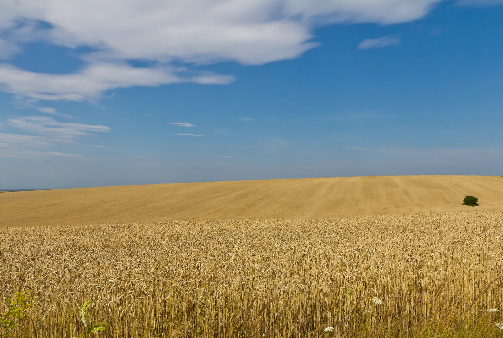 Golden wheat fields in Ukraine under a wide sky.