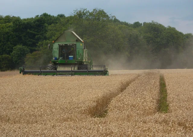 A combine harvester working a wheat field. File photo — it does not depict any event described in this article.