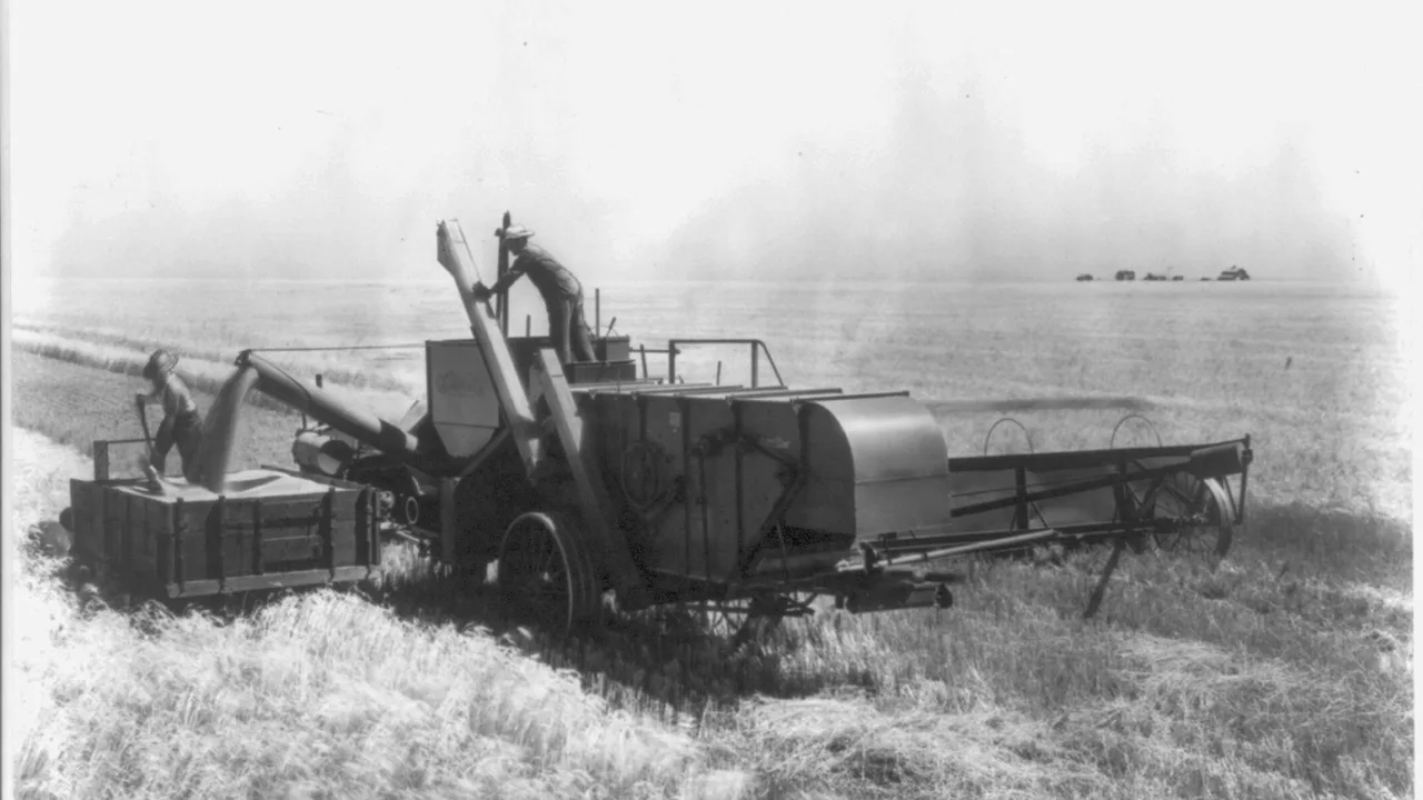 A combine harvester at work in a Kansas wheat field, in an archival photograph. File photo — it does not depict any farm or event described in this article.