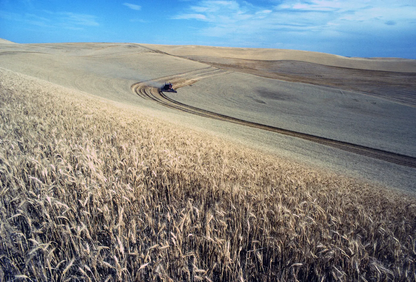 A combine harvester working rolling wheat fields on the Palouse. File photo — it does not depict any farm or event described in this article.