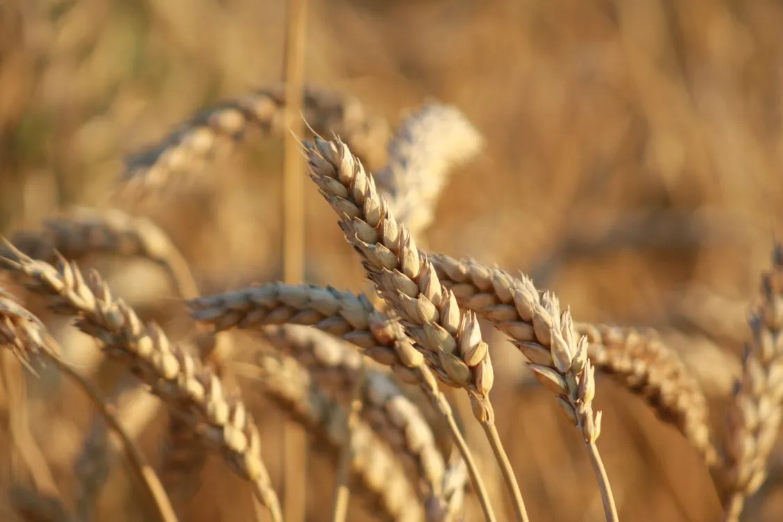Golden wheat stalks in a field at sunset. File photo — it does not depict any event described in this article.