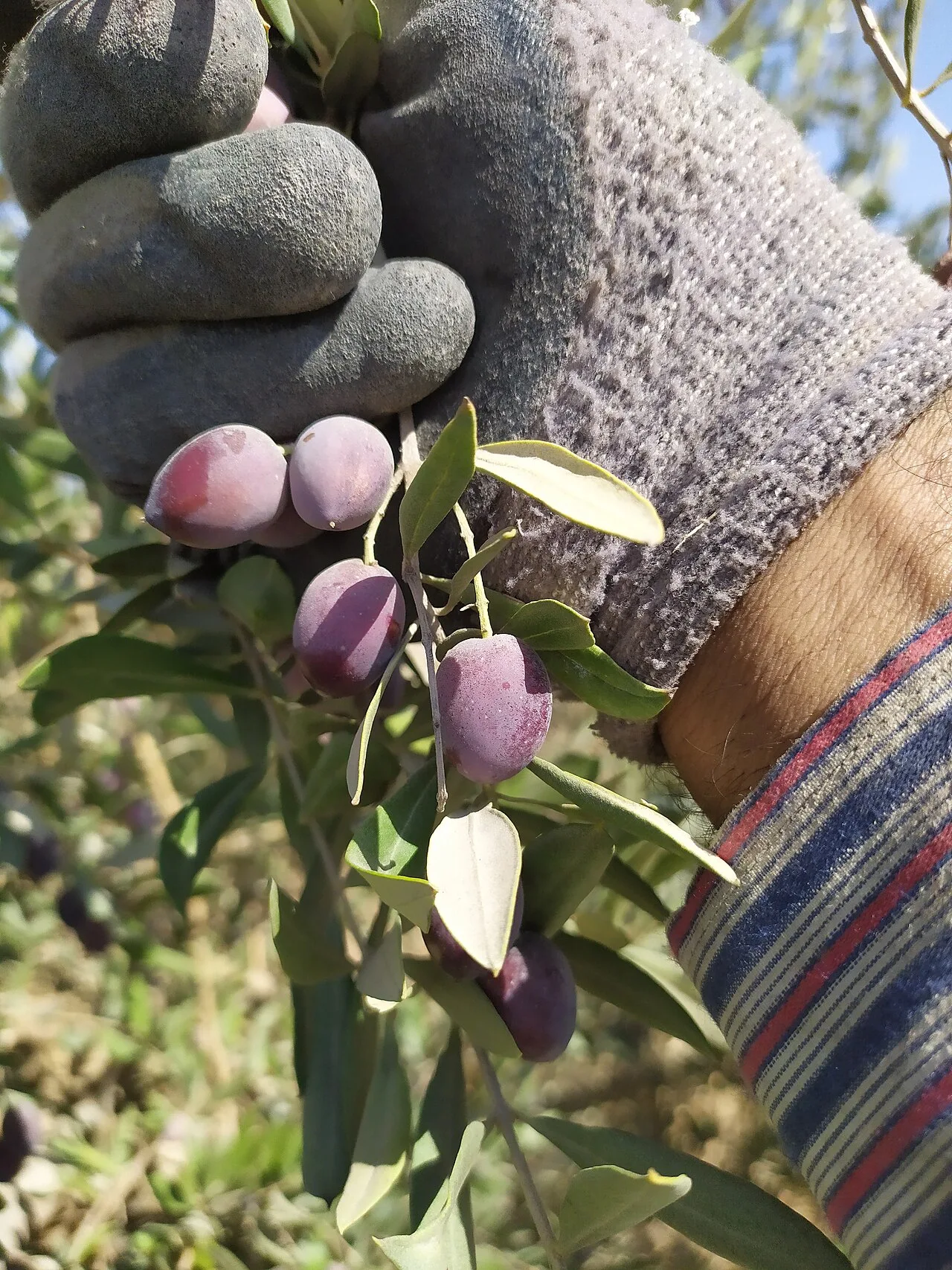 Hand-picking olives in Hebron governorate, in the southern occupied West Bank (file photo). The harvest runs from October to November; this year, as last, Palestinian farmers are picking their crop under threat of attack.