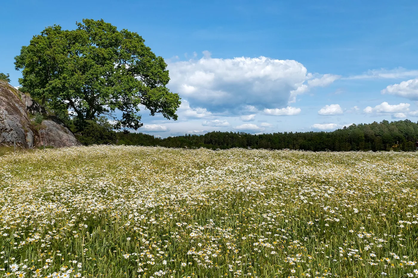 A wheat field under a wide sky. Archive photo — it does not depict the Ukrainian grain sector described in this article.